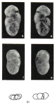 Polymorphina fissurata Margerel, 1968