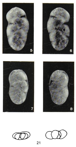 Polymorphina fissurata Margerel, 1968