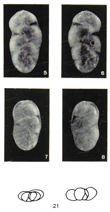 Polymorphina fissurata Margerel, 1968