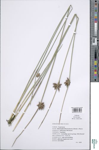 Schoenoplectiella bucharica