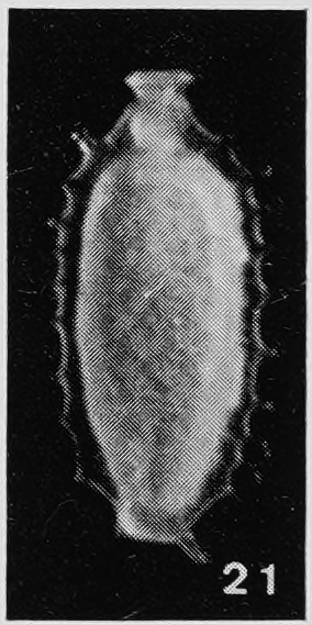 Fissurina biapiculata Margerel, 1968