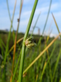 Schoenoplectiella bucharica