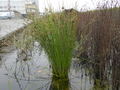 Schoenoplectus bucharicus