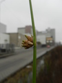 Plantae