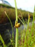 Schoenoplectiella bucharica