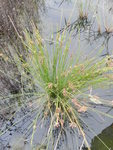 Schoenoplectiella bucharica