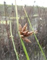 Schoenoplectiella bucharica