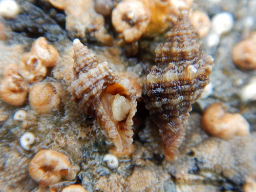 Paciocinebrina jeffreyorum
