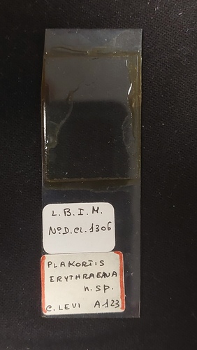Plakortis erythraena Slide MNHN DCL 1306