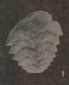 Bolivina dilatata subsp. schroederae Just, 1977