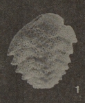 Bolivina dilatata subsp. schroederae Just, 1977