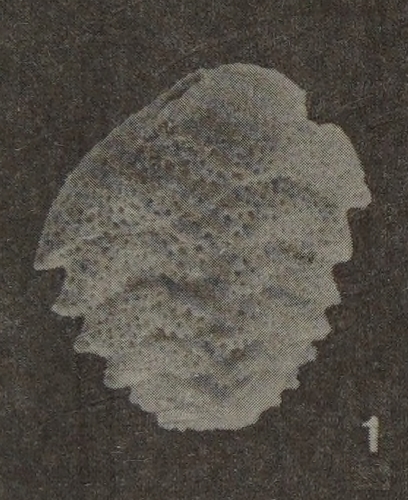 Bolivina dilatata subsp. schroederae Just, 1977