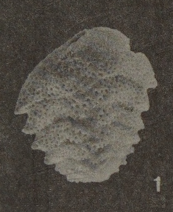 Bolivina dilatata subsp. schroederae Just, 1977