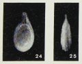 Fissurina milletti Margerel, 1968
