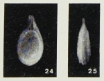 Fissurina milletti Margerel, 1968