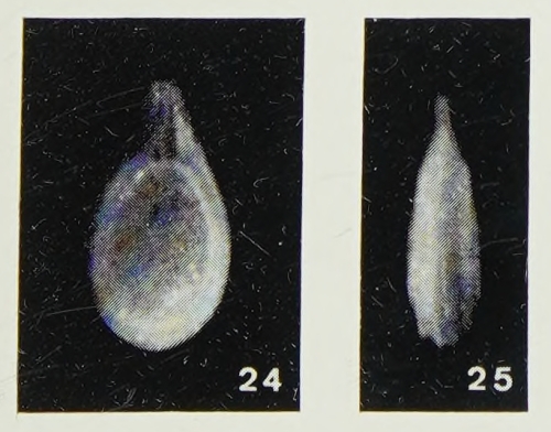 Fissurina milletti Margerel, 1968