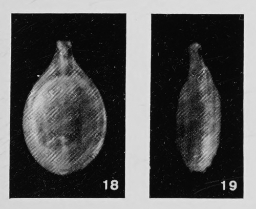 Fissurina milletti var. buchneri Margerel, 1968
