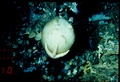 Holotype 003:02004 in situ, 355 m