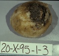 Holotype HBOM 003:02004 on deck