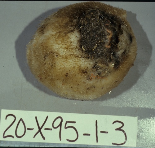 Holotype HBOM 003:02004 on deck