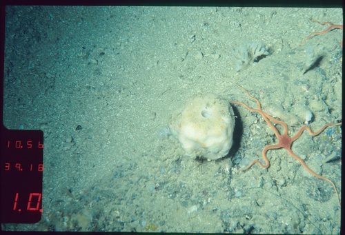 Holotype 003:02001 in situ