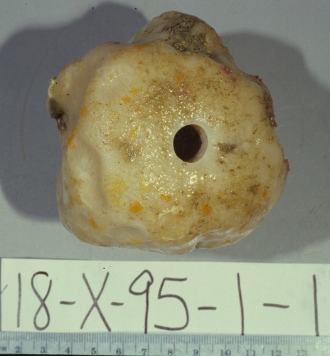 Holotype HBOM 003:02001 on deck