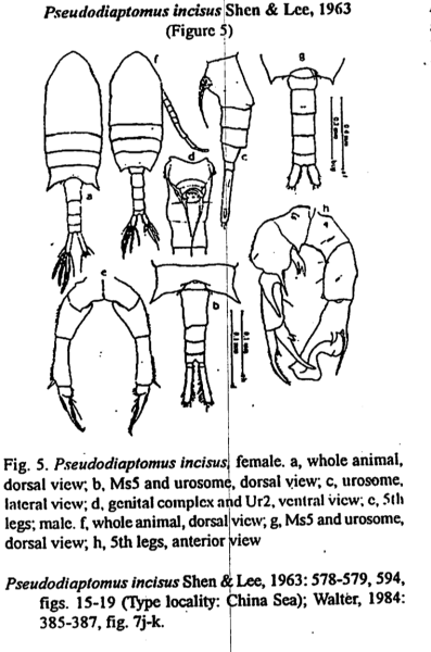 incisus
