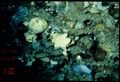 Holotype HBOM 003:02006 in situ