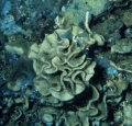 Holotype HBOM 003:02012 in situ, 242 m