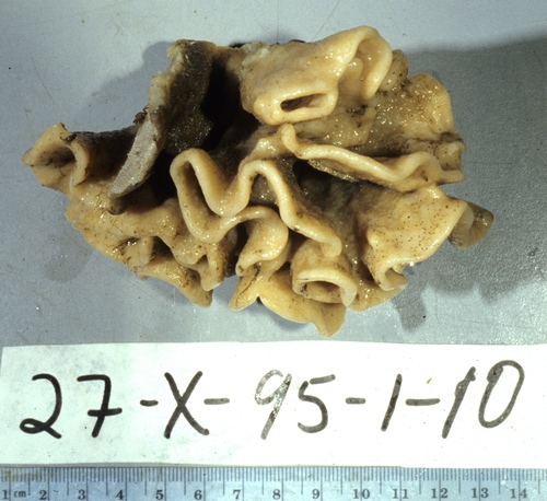 Holotype HBOM 003:02012 on deck