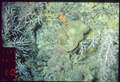 Holotype HBOM 003:02000 in situ, 121 m