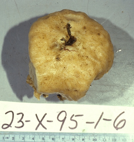 Holotype 003:02014 on deck