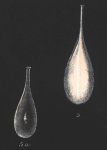 Lagena vulgaris Williamson, 1858