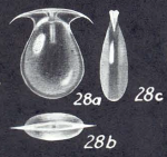 Lagenosolenia neofalcata McCulloch, 1977