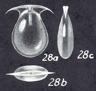 Lagenosolenia neofalcata McCulloch, 1977