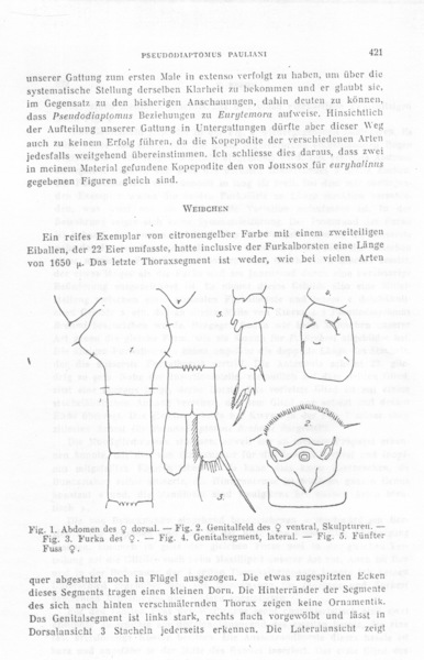 Pseudodiaptomus pauliani Pseudodiaptomus pauliani