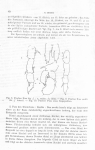 Pseudodiaptomus pauliani