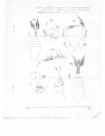 Pseudodiaptomus penicillus