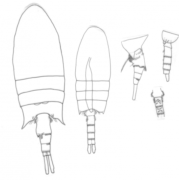 Pseudodiaptomus trihamatus body Pseudodiaptomus trihamatus body
