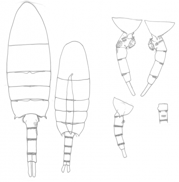 Pseudodiaptomus philippinensis body Pseudodiaptomus philippinensis body