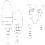 Pseudodiaptomus philippinensis habius