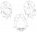 Pseudodiaptomus philippinensis male & female P%
