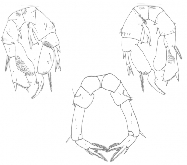 Pseudodiaptomus philippinensis male &amp; female P%