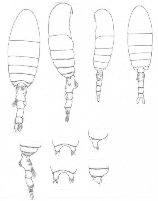 Pseudodiaptomus richardi body