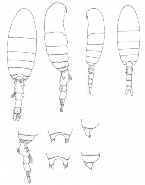 Pseudodiaptomus richardi habitus