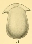 Lagena uncinata Heron-Allen & Earland, 1932