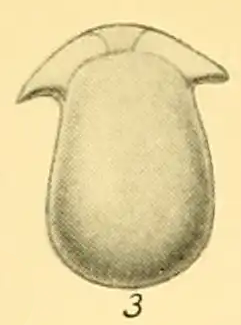 Lagena uncinata Heron-Allen &amp; Earland, 1932