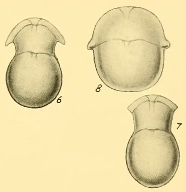 Lingulina falcata Heron-Allen &amp; Earland, 1932