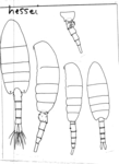 hessei habitus
