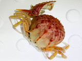 Acanthocarpus alexandri, author: Nozes, Claude